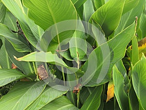 Green banana leaves are large in summer at sea. Natural background wallpaper