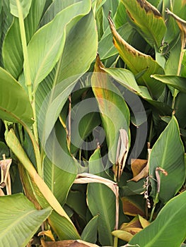 Green banana leaves are large in summer at sea. Natural background wallpaper