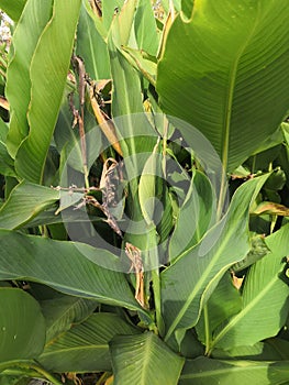 Green banana leaves are large in summer at sea. Natural background wallpaper