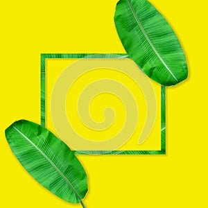 Green banana leaves pattern for nature concept,tropical leaf on yellow background