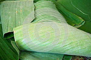 Green banana leaves texture