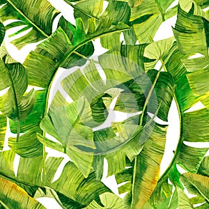 Green banana palm leaves on the white background.Tropic seamless pattern. Tropical jungle foliage illustration. Exotic plants. Sum