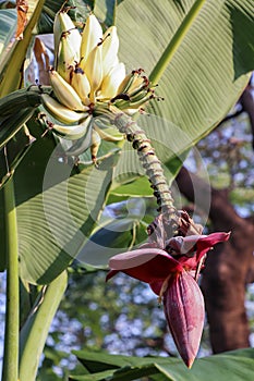 Green banana tree with a bunch of bananas