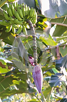 Green banana tree with a bunch of bananas