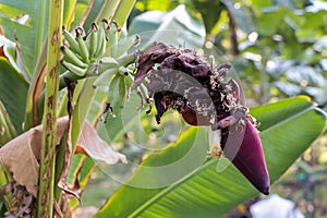 Green banana tree with a bunch of bananas