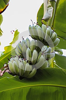 Green banana tree with a bunch of bananas