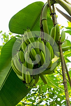 Green banana tree group.Bunch of green bananas in the garden. Ba