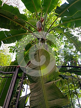 The green banana tree, leaf background