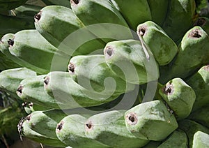 Green banana on Tree,texture and background
