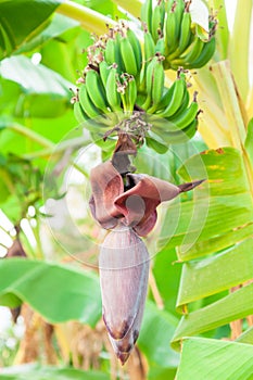 Green bananas