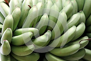 Green Bananas Plantain Fruit on a Tree