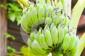 Green bananas photo