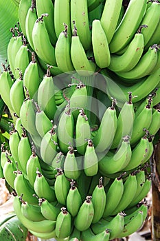 Green bananas