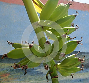 Green bananas attached to the banana tree