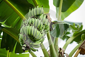 Green bananas on banana Tree