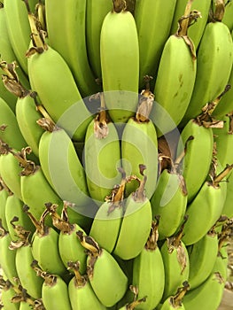 Green Bananas Bunche photo