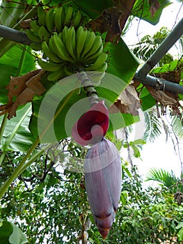 Green bananas and the flower bud of a banana tree