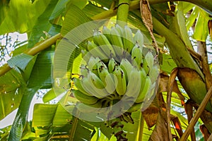 Green bananas, fresh from the tree.