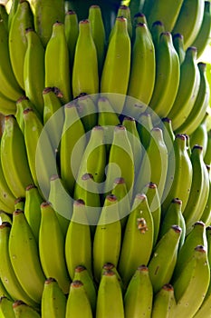 Green bananas. fruits background image