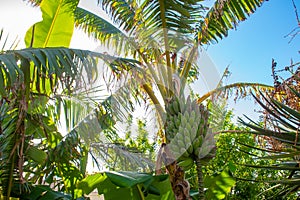 Green bananas in the garden on the banana tree agriculture plantation in Madeira summer fruit