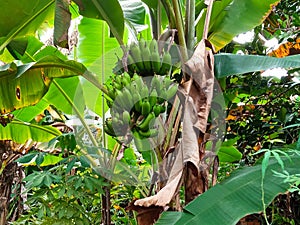 Green bananas in the garden nature very fres