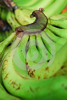 Green bananas in market