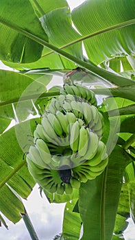 Green bananas in natural