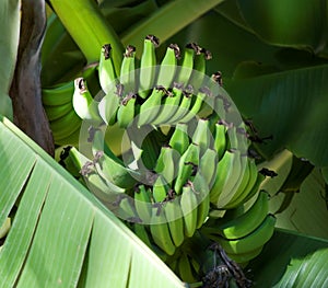 Green Bananas Ripening on the Tree