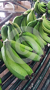 Green bananas