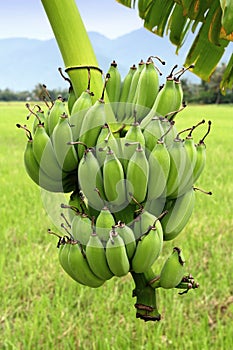 Verde banane sul un albero 