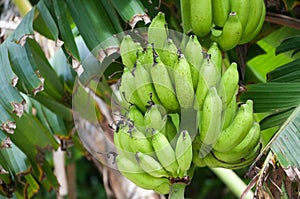 Green bananas on tree