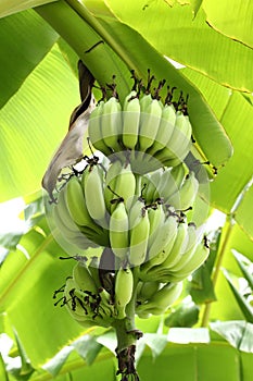 Green Bananas on the Tree