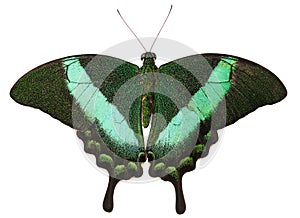 The green-banded peacock butterfly isolated on white background