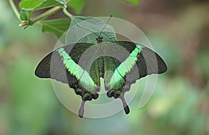 Verde a rayas cola de golondrina 