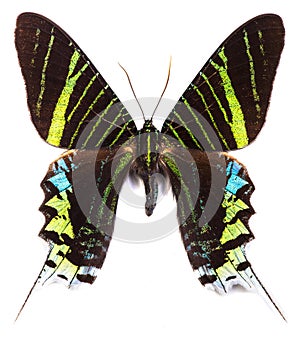 Green-banded urania Urania leilus butterfly isolated photo