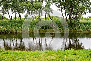 Green banks of a narrow river