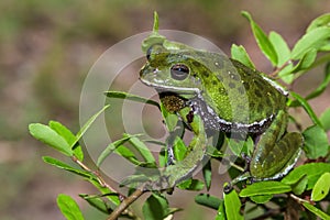 Green Barking treefrog