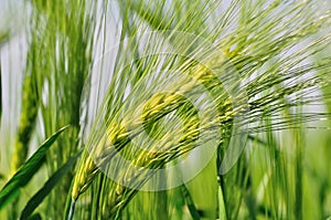 Green barley.