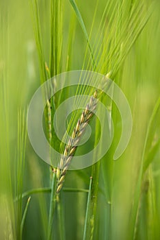 Green Barley