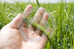 Green barley