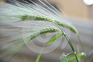 Green barley crop ears in the farming