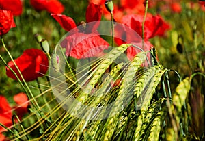 green barley crop ears or heads in closup view with red poppy photo