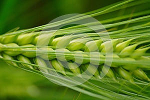 Green Barley Ear