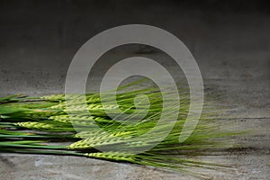 Green barley ears on dark rustic wood