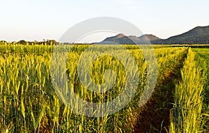 Green barley field