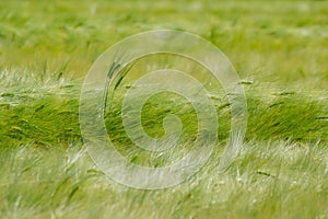 Green Barley Field