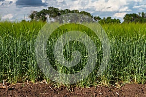 Green barley field