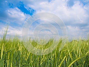 Green barley field