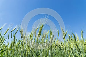 Green barley field on blue sky