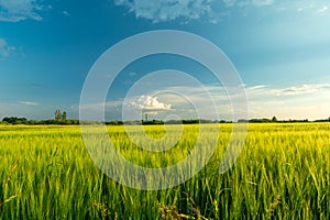 Green barley field and cloud on blue sky